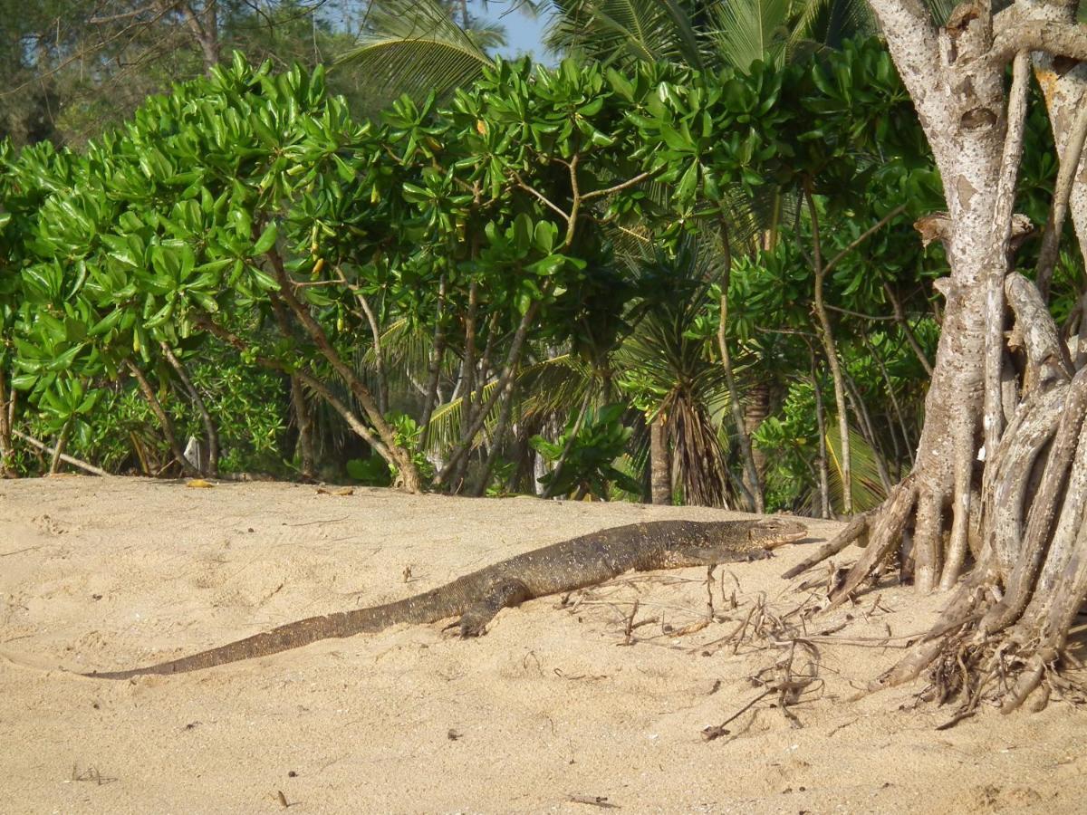 Coconut Island Villa Tangalle Exterior foto